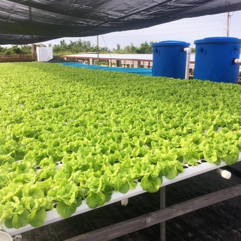 inexpensive hydroponics system
